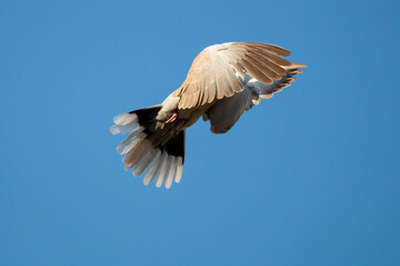 Eurasian collared dove ( Streptopelia decaocto ) isolated against blue sky background. Bird in flight. Dove is flying. Copy space.