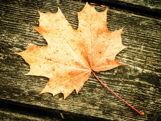 Autumn leaves on wood as nature background.