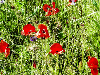 Meadow with poppy flowers as nature background.