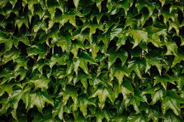 Dense green ivy leaves covering surface forming vibrant natural plant texture