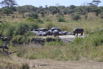 Flusspferde im Orangi Fluss in der Serengeti