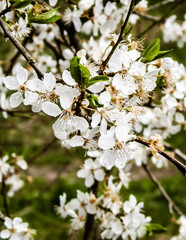 Close up of white flowers of wild apple tree.