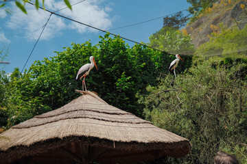 Yellow-billed storks on roof in prague zoo. Lush green environment.Mycteria ibis