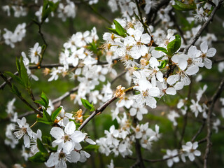 Close up of white flowers of wild apple tree.