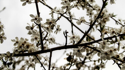 Close up of white flowers of wild apple tree.