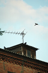 Attic of an old brick house with an antenna and pigeons against the sky