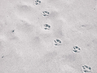 Cat or fox paw prints on beach or desert.