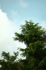 Green tree against blue sky with clouds in the city