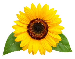 Obraz premium Sunflower Head with Leaves – Botanical Detail 