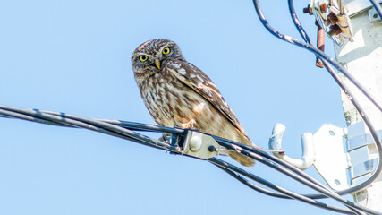 snowy owl on branch