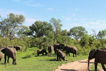 african elephants