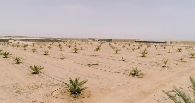 Aerial view of young palm trees, Paran, Negev desert, Israel.