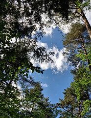 Forest tree crowns against blue sky.
