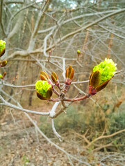 Buds on tree branch. Nature awakening after winter season.