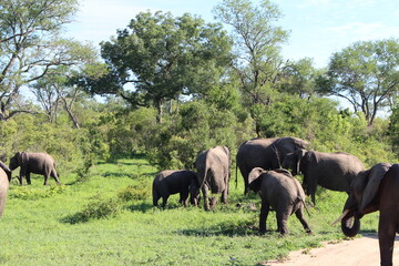 african elephants