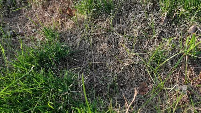 Dead grass top view of the nature background. texture of Green and brown patch. grass texture the lack of lawn care and maintenance until the damage pests fungus and disease field in bad condition.