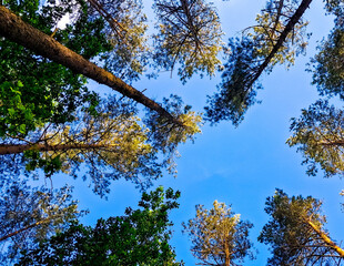 Forest tree crowns against blue sky.