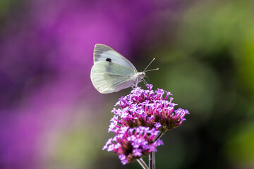 Close up of a Large White butterfy or Cabbage white perched on purple Vervain flower feeding in...