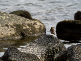 Obraz premium 水辺とタヒバリ