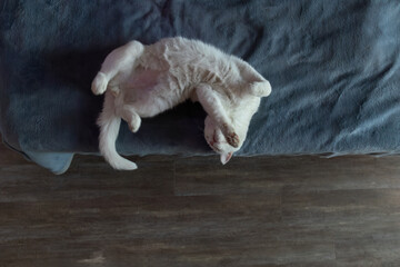 A fluffy white cat is lying on its back with its paws up, showing its belly while resting...
