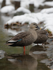 寒さのカルガモ
