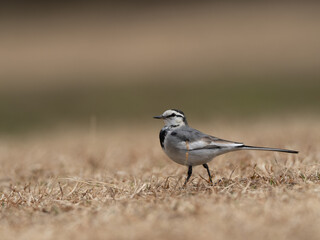 おさんぽハクセキレイ