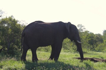 african elephants