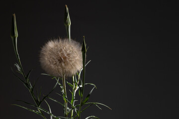 A Tragopogon plant displays its fluffy seed head, reminiscent of a dandelion, surrounded by slender...