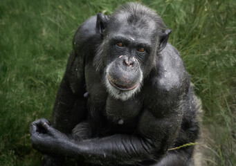  A close up of an old Chimp (Chimpanzee)