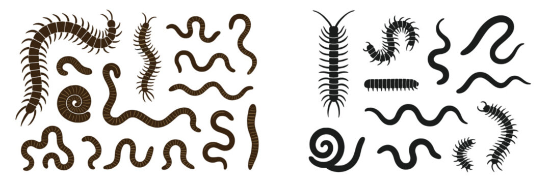 Various types of centipedes and worms illustrated in black and brown colors on a light background