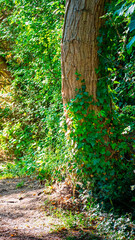 Woodland of Bedworth Sloughs, Warwickshire July 2025