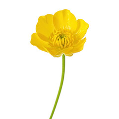 Fototapeta premium Single yellow buttercup flower with stem isolated on transparent background