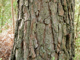 tree bark background
