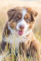 Close-Up Portrait of Australian Shepherd Puppy with Blue Eyes Sitting in Grass Field, Cute Fluffy Dog Outdoors on Summer Day, Adorable Young Pet in Natural Light, Happy Expression