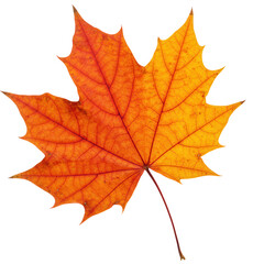 Vibrant orange maple leaf, autumn season, isolated on transparent background