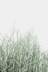 Organic real photo taken natural green grass field neutral tones white sky vertical background