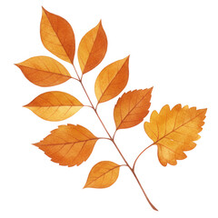 Watercolor branch with autumn leaves isolated on transparent background