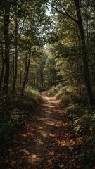 A winding dirt path through a dense forest with sunlight filtering through the canopy above the trees