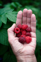 raspberries on the palm against the background of green foliage