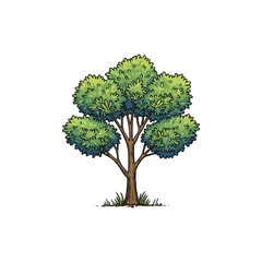 Obraz premium Colorful Icon of Australian Tea Tree with No White