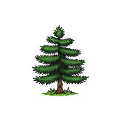 Obraz premium Colorful Icon of English Yew Tree with No White