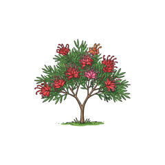 Fototapeta premium Colorful Grevillea Tree Icon with No White Background