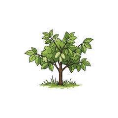 Colorful Icon of Pawpaw Tree with No White