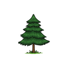 Obraz premium Colorful Icon of Pindrow Fir Tree with No White