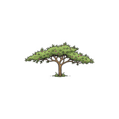 Colorful Icon of Wild Tamarix Tree with Feathery Leaves and No White Fill