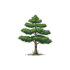 Colorful Icon of Wollemi Pine Tree with Fern-Like Fronds and No White Fill