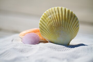 A single seashell on a clean white sand beach, minimalist summer concept.
