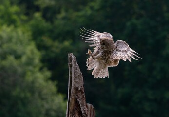 tawny owl