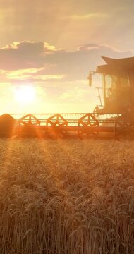 Combine harvester working on the wheat field at sunset, low angle view - close up, slow motion. Beautiful rural summer landscape. Food production, agriculture concept