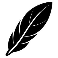feather on white background